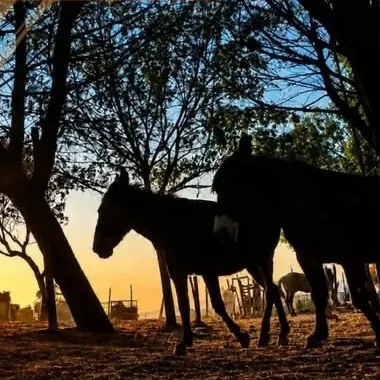 Horses at the Amorempatia sanctuary · See it on Instagram
