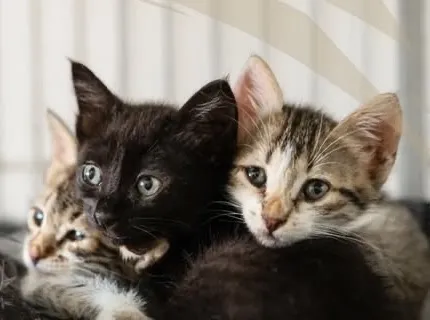 Kittens at the Santa Bárbara Shelter, October’s cause