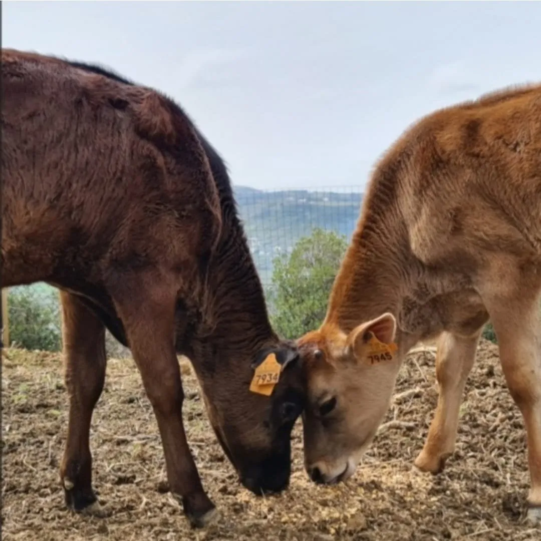 Two calves sponsored by 4UnityProject, head to head